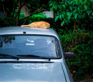 kat aan het rusten op auto onder carport